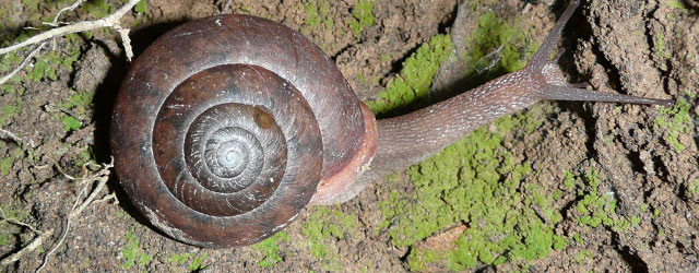 a-snail