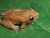 a-frog