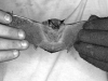 a-joel-bat1