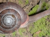 a-snail