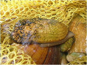 Mussel surveys