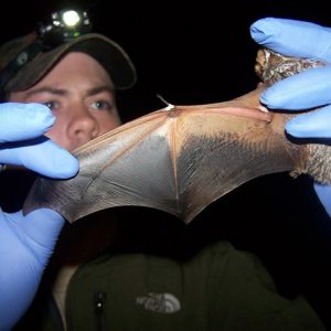 Bat Wing Score